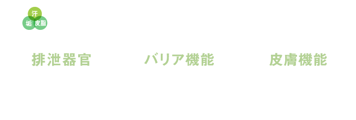 正常なケラチニゼーション