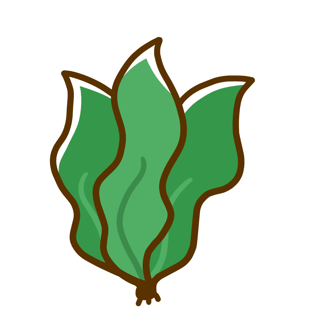 わかめイラスト