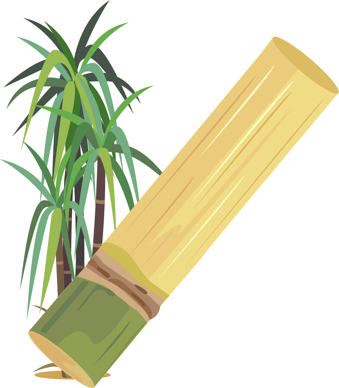 サトウキビイラスト