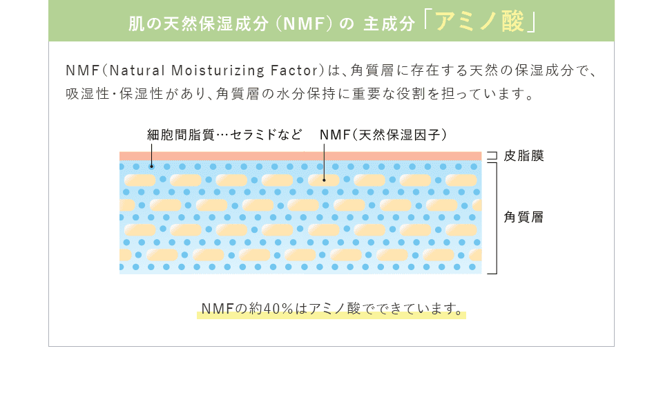 肌の天然保湿成分(NMF)の 主成分「アミノ酸」