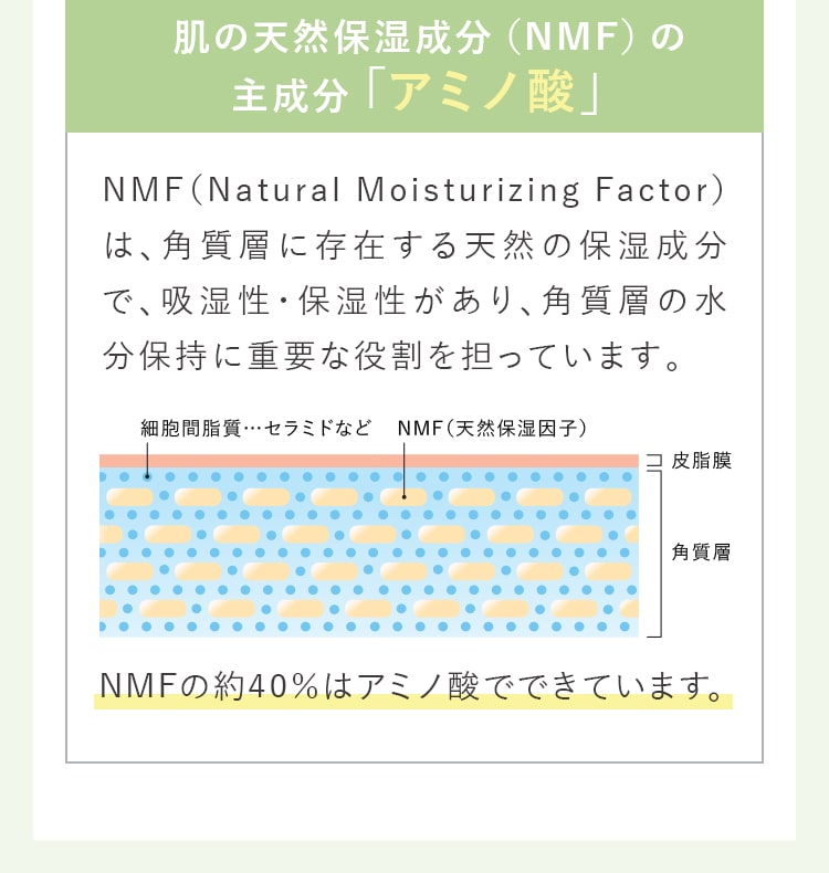 肌の天然保湿成分(NMF)の 主成分「アミノ酸」