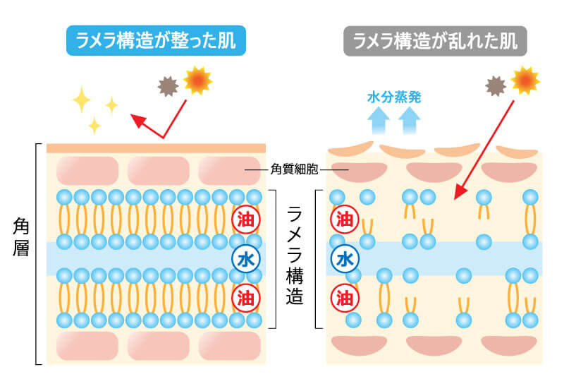 肌のうるおいを保つ土台「ラメラ構造」を整える