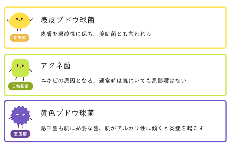 皮膚常在菌の種類と役割