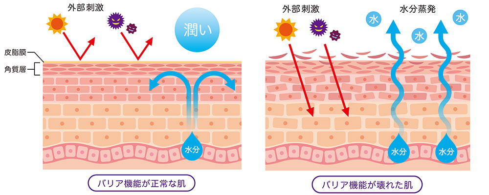 肌のバリア機能の比較