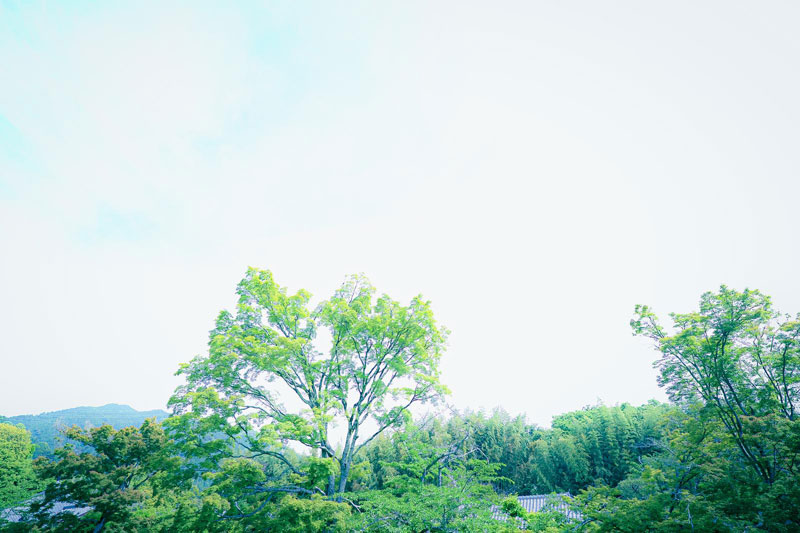 花粉は春だけではない？飛散する季節と種類