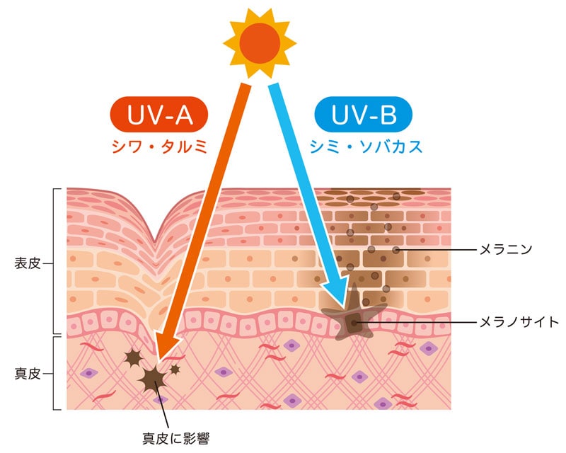 紫外線と肌の関係
