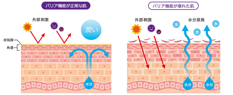 肌のバリア機能
