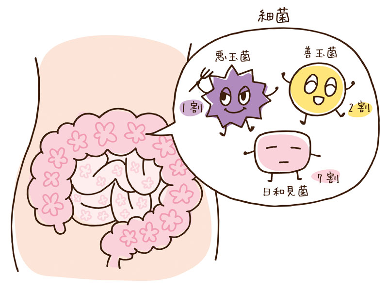 腸内環境の図