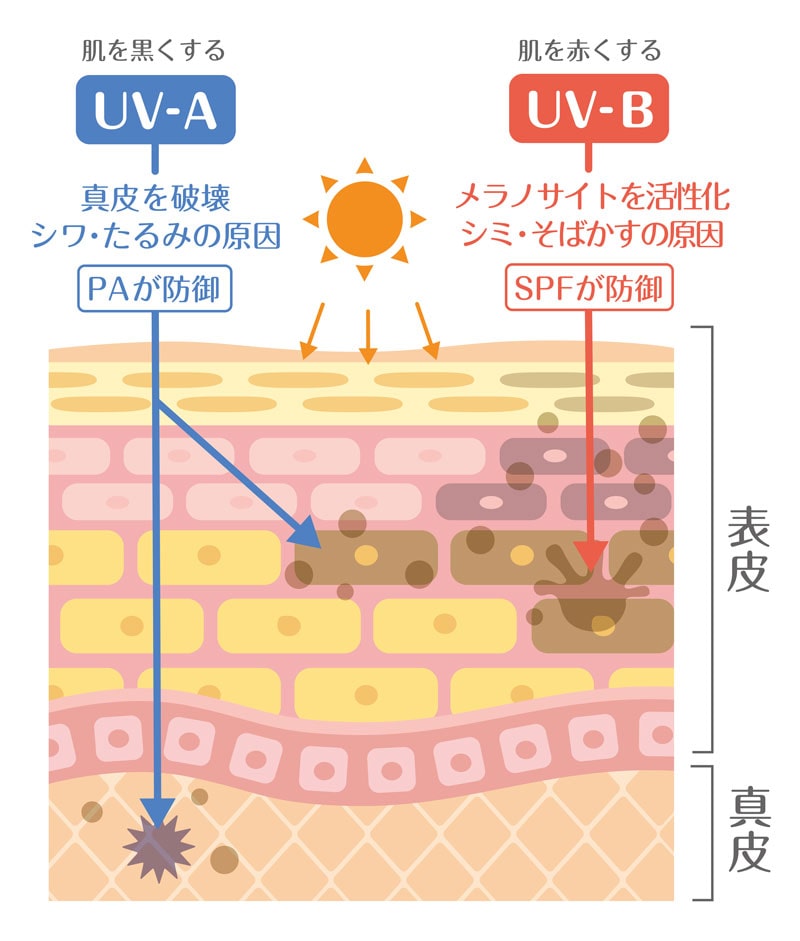 UV-AとUV-Bの違い