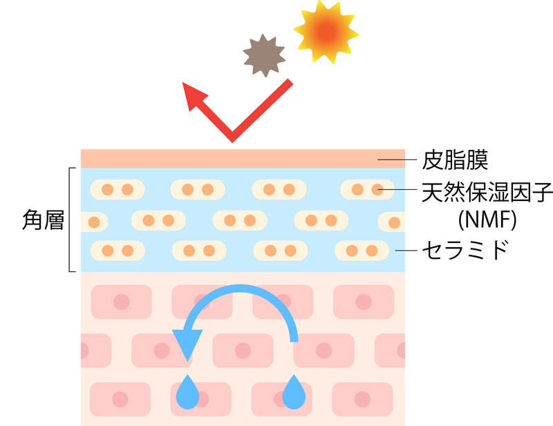 肌断面図イメージ