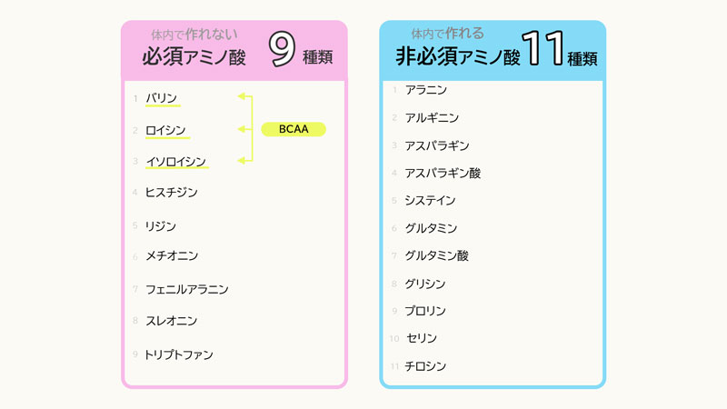 必須アミノ酸と非必須アミノ酸