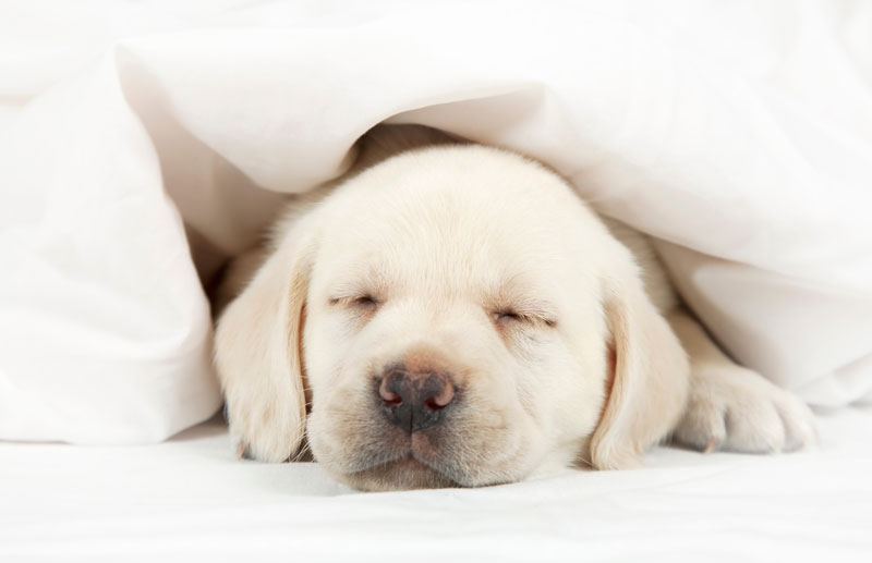 眠る犬