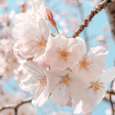 春の気配をひとさじ。フェイスカラーで作る大人の“春待ちメイク”
